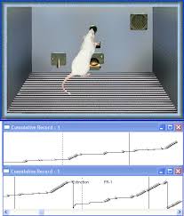 Operant Conditioning Spontaneous Recovery Cyber Rat